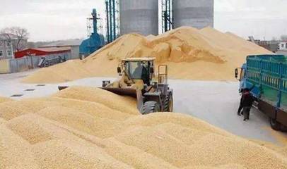 社旗今年小麦的最低收购价定了!别卖亏了!